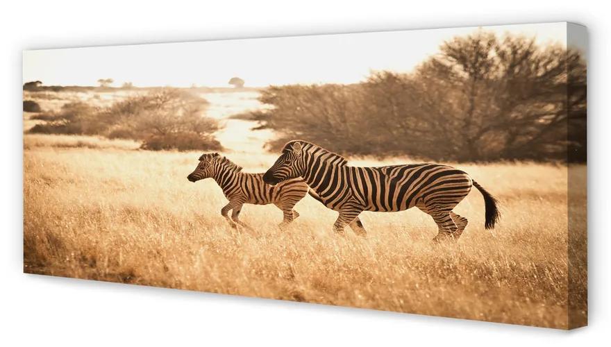 Tablouri canvas Zebra câmp apus de soare