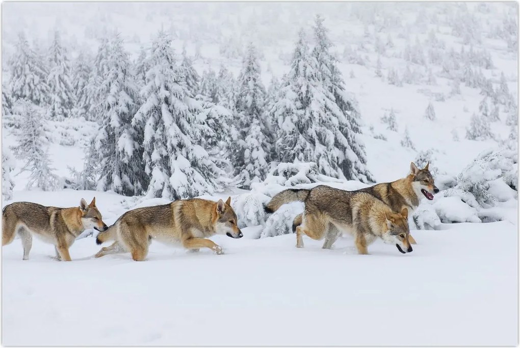 Tablou - Lupi în munți (90x60 cm)