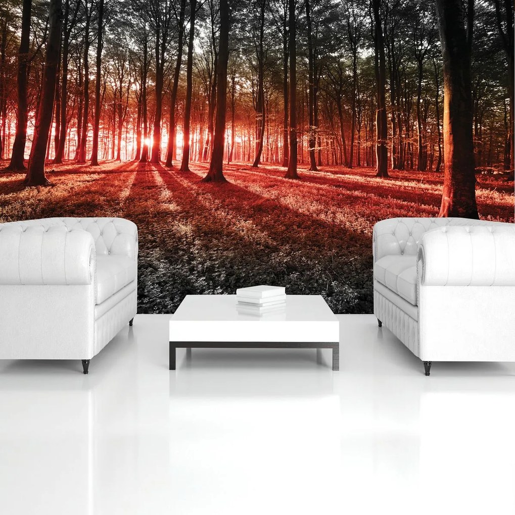 Fototapet - Pădure (152,5x104 cm)
