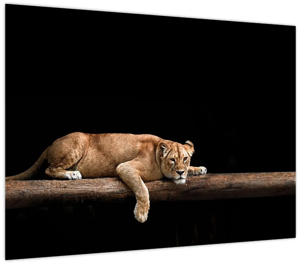 Tablou pe sticlă - Lioness (70x50 cm)