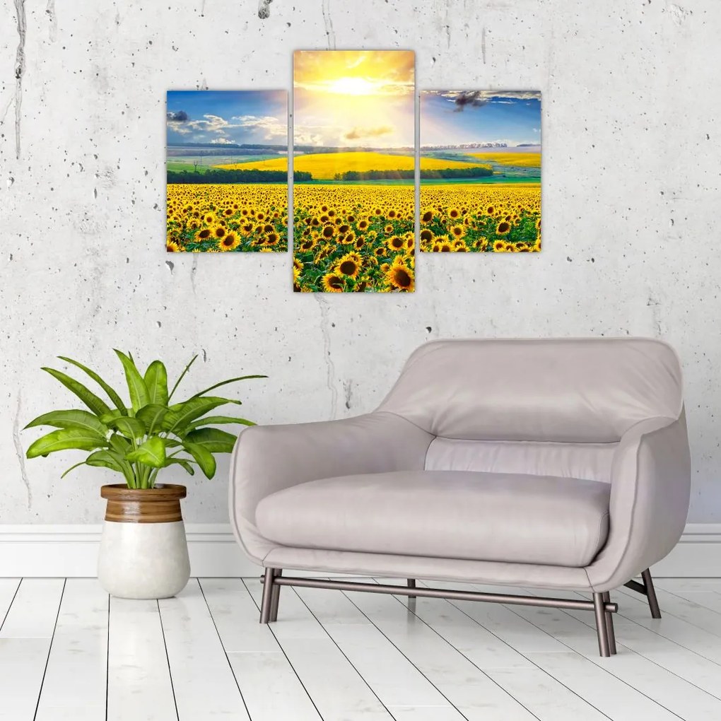 Tablou - Câmp cu floarea soarelui (90x60 cm)