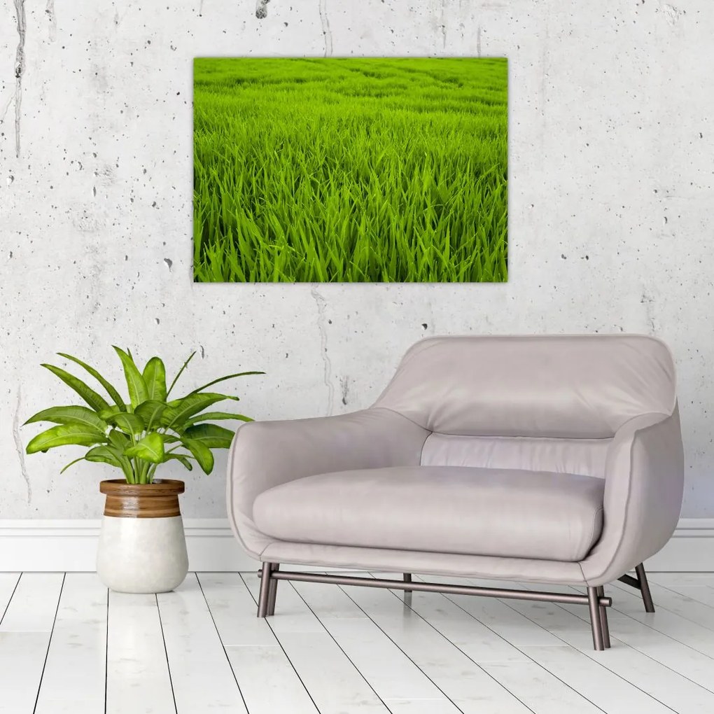 Tablou cu iaraba (70x50 cm)