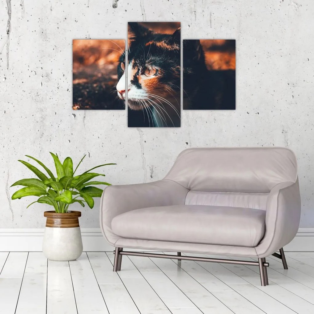 Tablou - Privirea pisicii (90x60 cm)