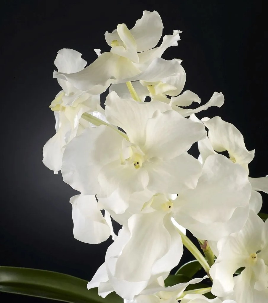 Aranjament floral elegant VANDA 1141013.95