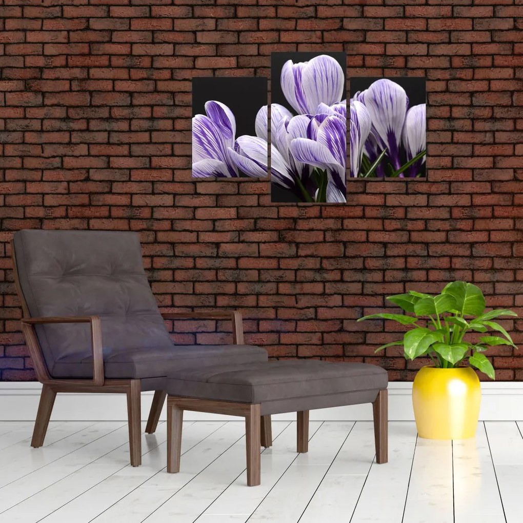 Tablou - Crocus violet (90x60 cm)