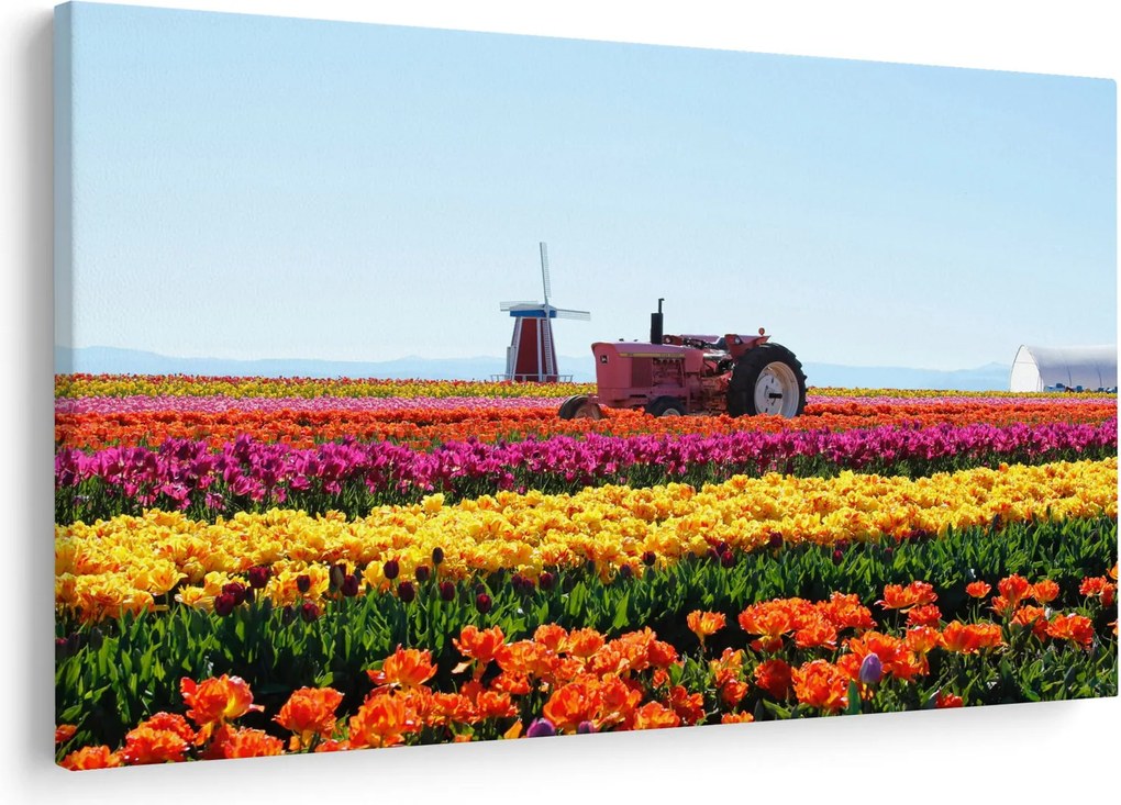 Tablou cu farma de lalele (90x60 cm)