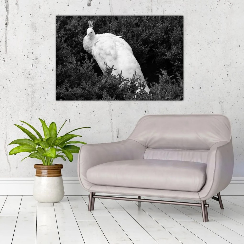 Tablou - Păun,alb-negru (90x60 cm)