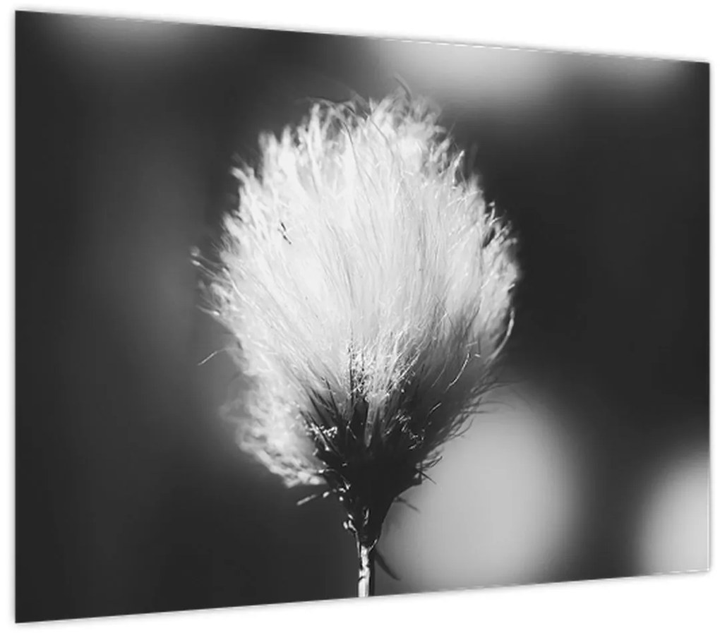 Tablou pe sticlă - Coțofană neagră și albă (70x50 cm)