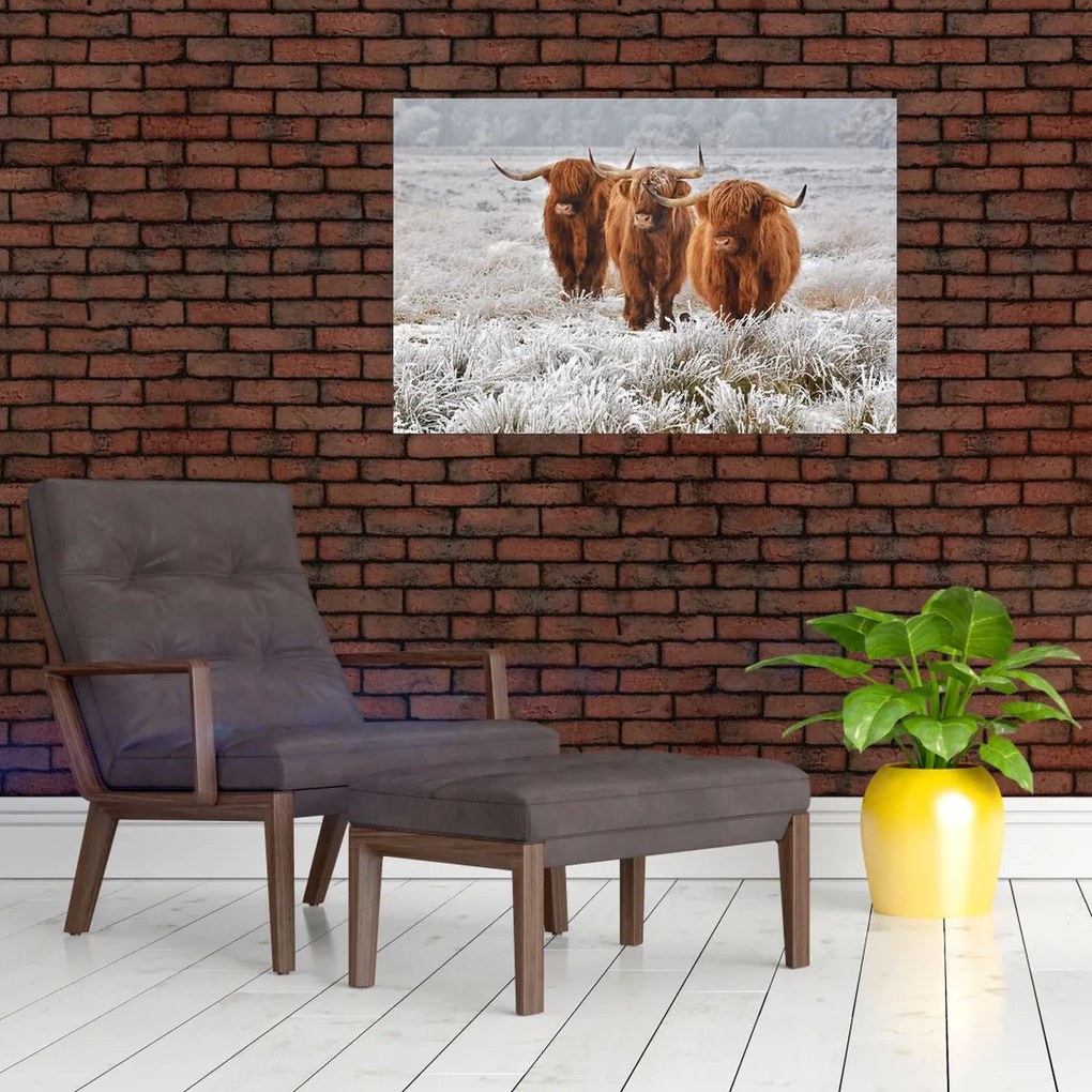 Tablou - Vaci scoțiene (90x60 cm)