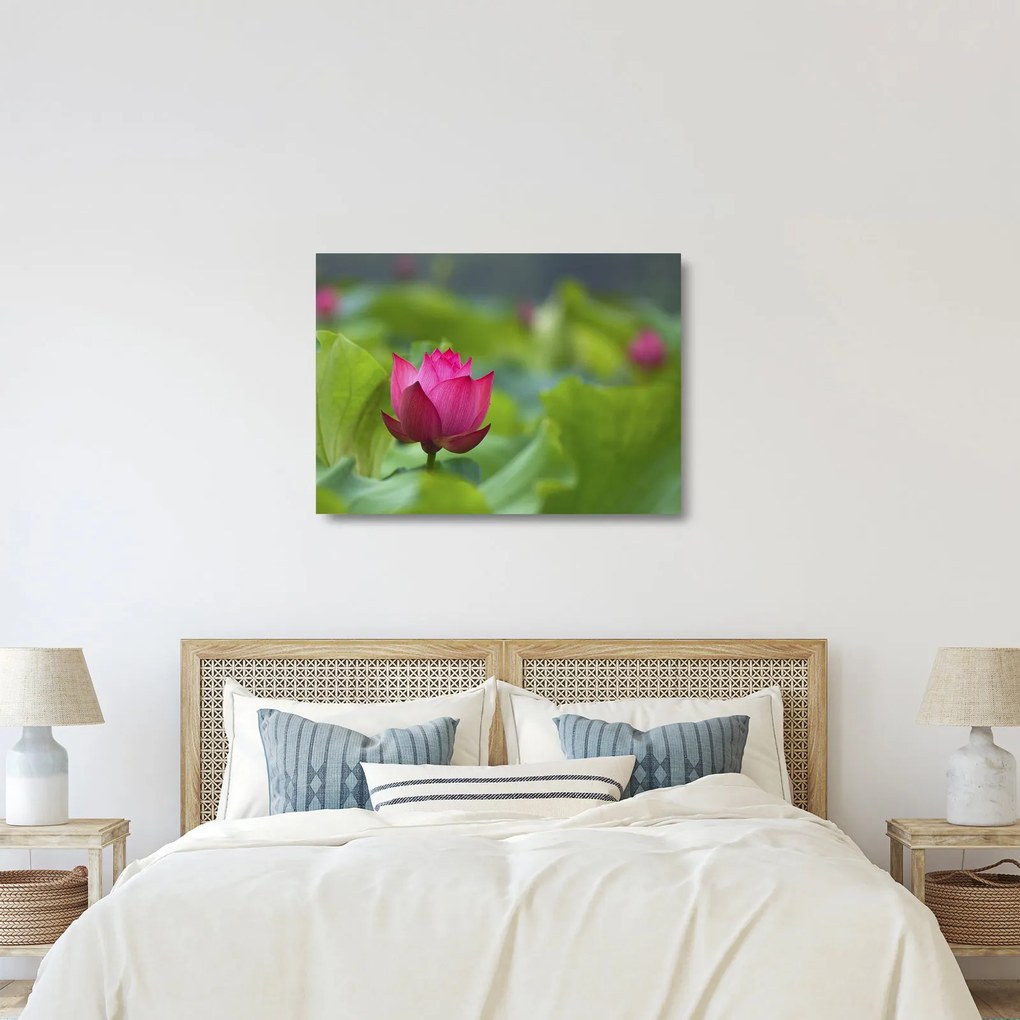 Tablou pe sticlă - floare de apă (70x50 cm)