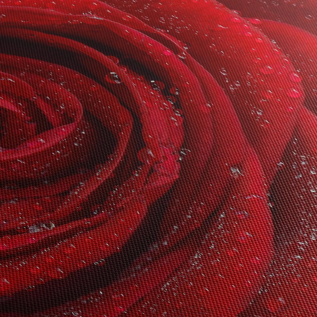 Tablou - detaliu de trandafir (120x50 cm)