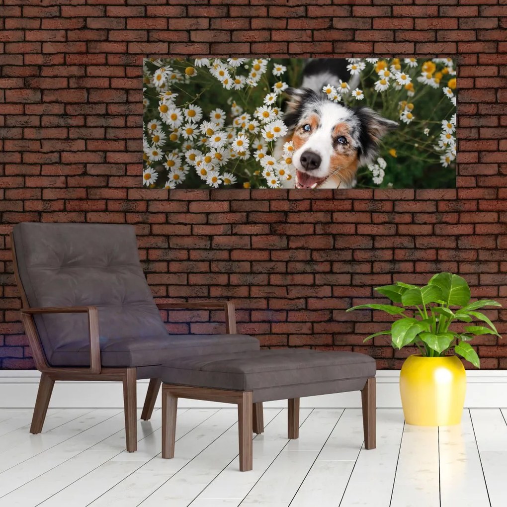 Tablou - Ciobănesc australian (120x50 cm)