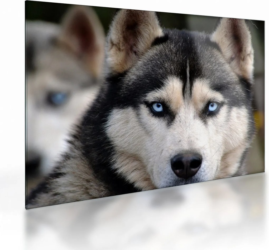 Tablou pe sticlă cu câinele husky (70x50 cm)