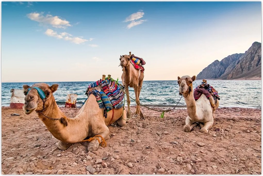 Tablou cu cămile (90x60 cm)