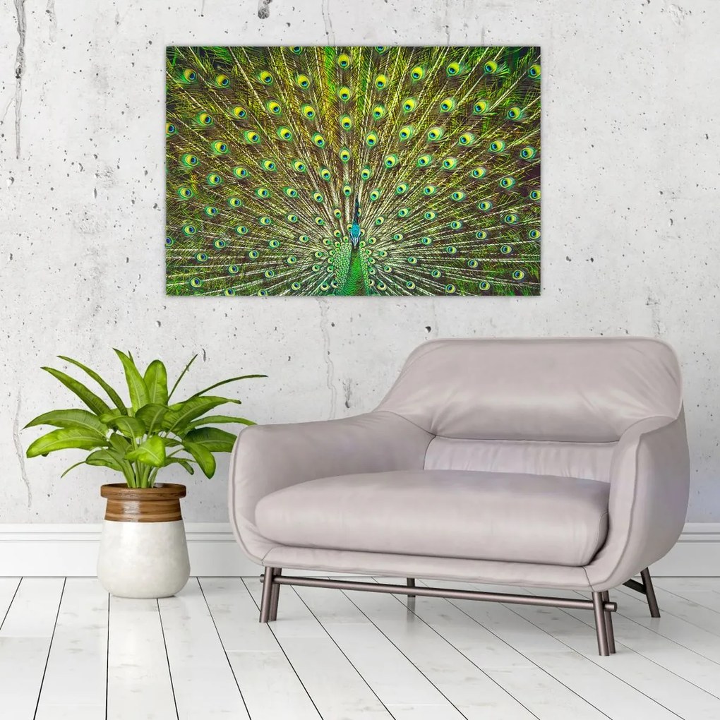 Tablou - Peacock (90x60 cm)