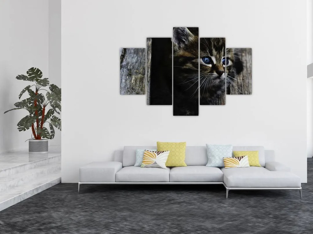 Tablou cu pisicuța (150x105 cm)