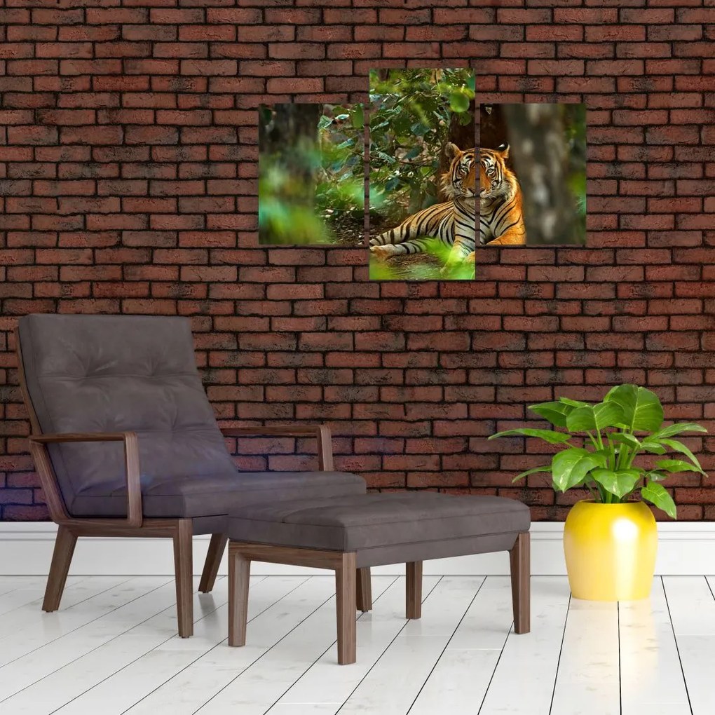 Tablou - Tigru odihnindu -se (90x60 cm)