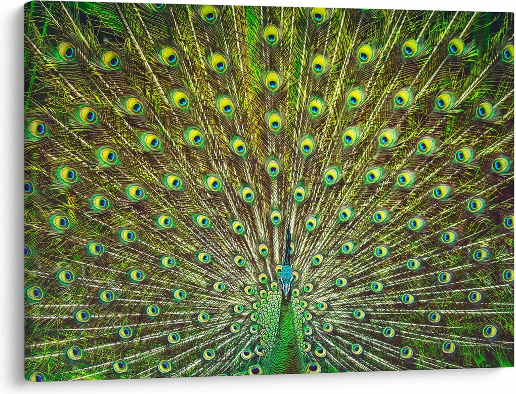 Tablou - Peacock (70x50 cm)