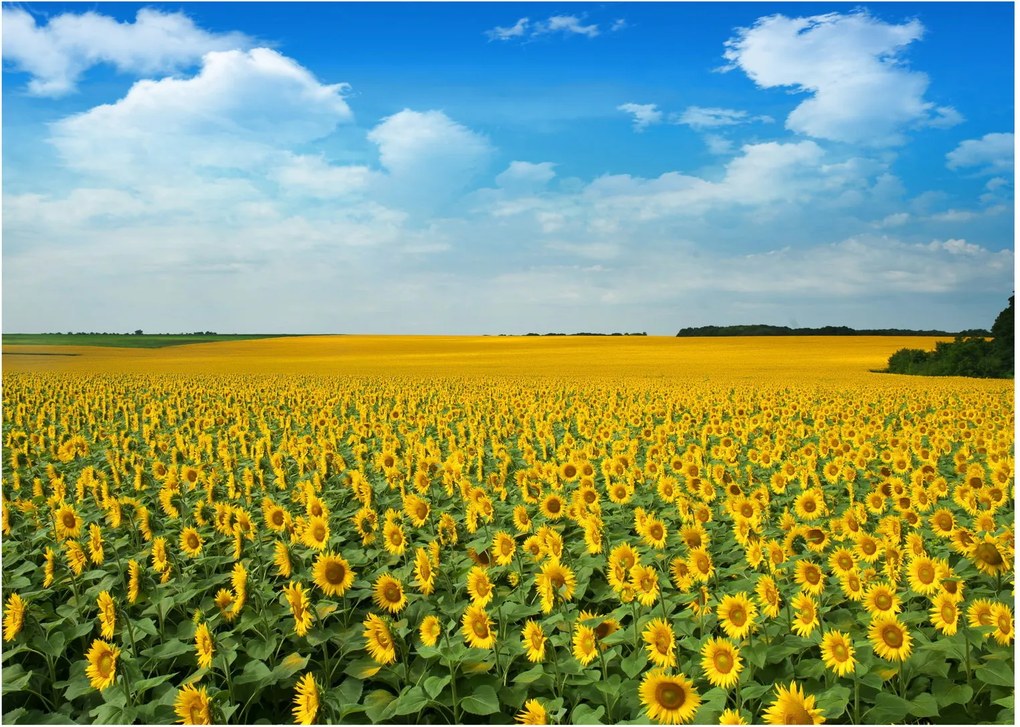 Tablou - câmp cu floarea soarelui (70x50 cm)