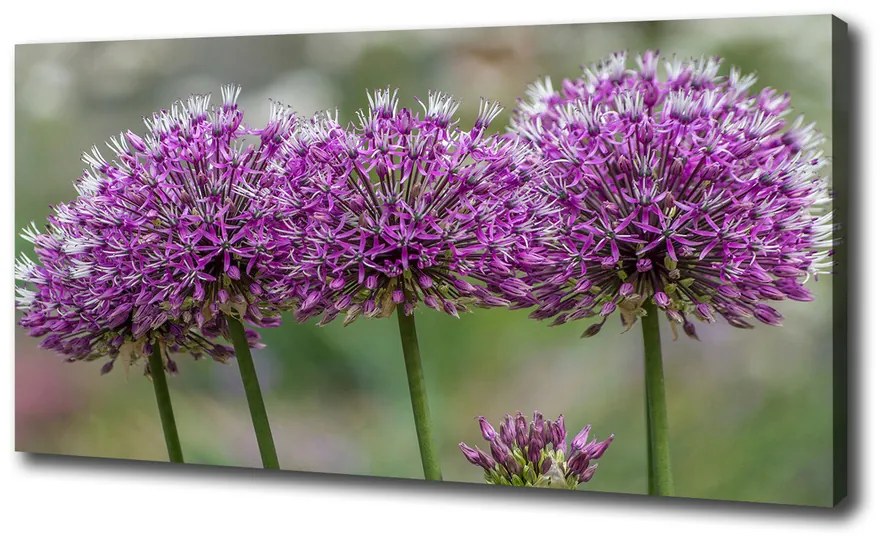 Tablou pe pânză Floare de usturoi