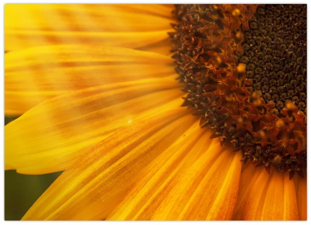 Tablou pe sticlă - Floarea-soarelui (70x50 cm)