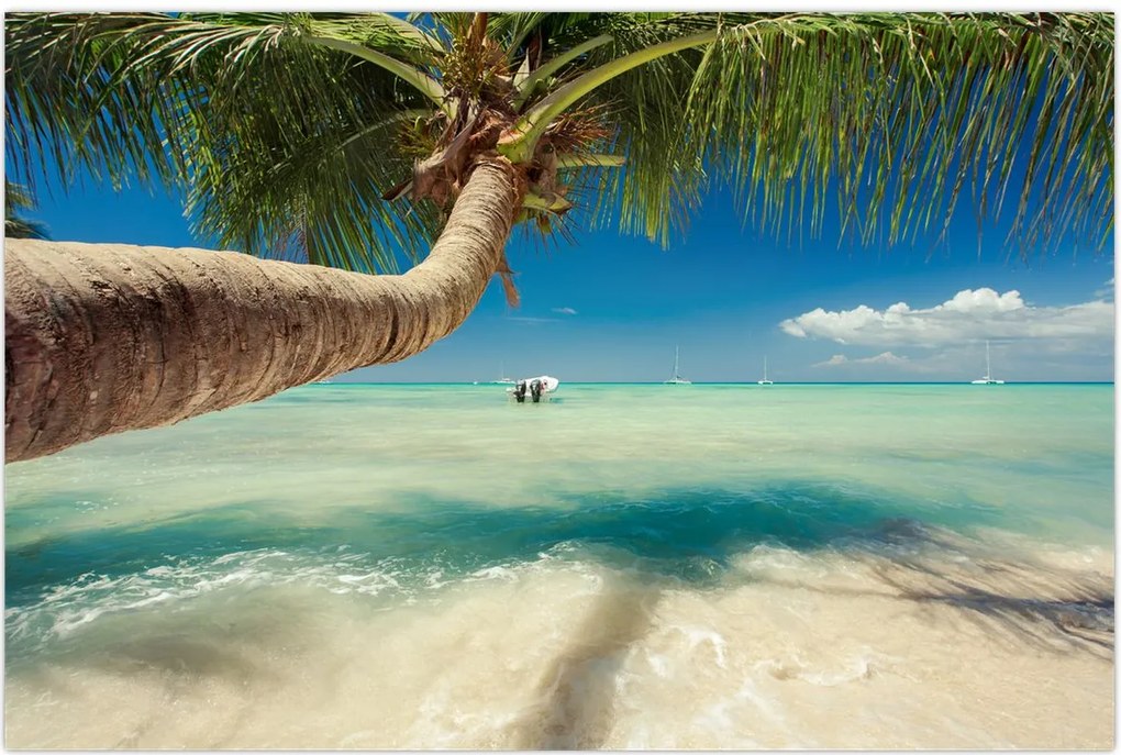 Tablou - Mare curată cu palmier (90x60 cm)