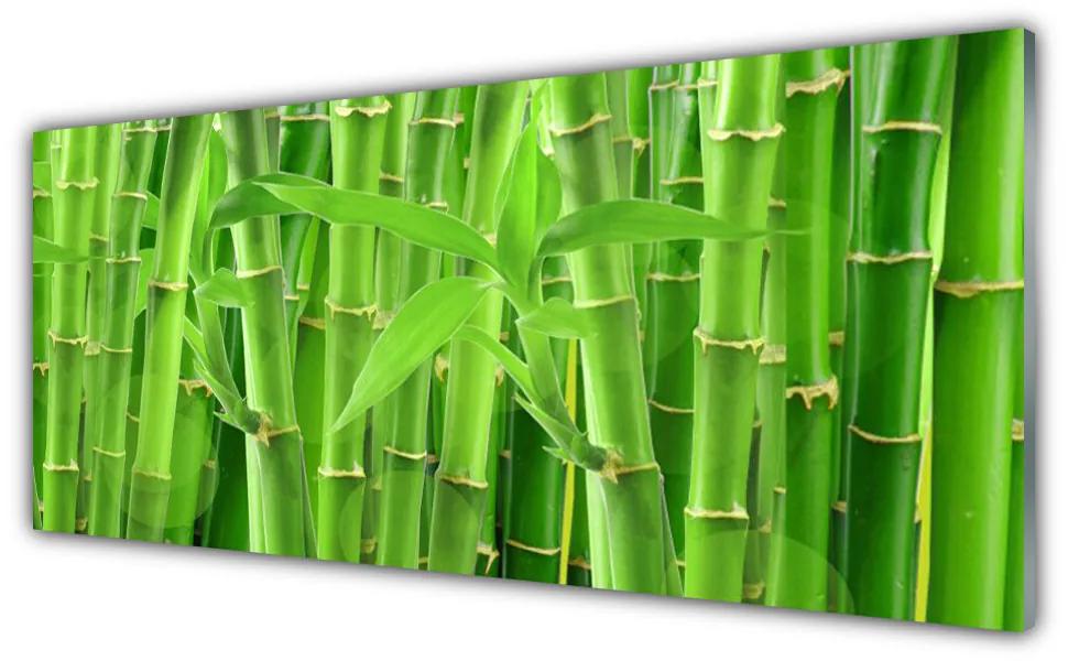 Tablou pe sticla Bamboo Peduncul Floral Verde