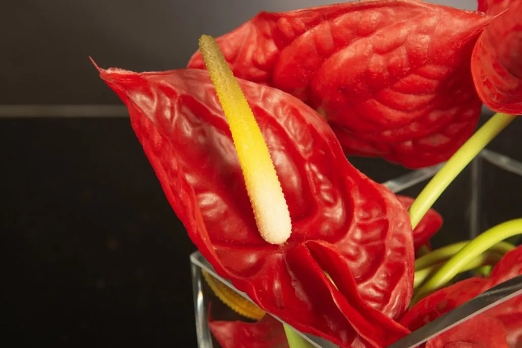 Aranjament floral mic decor festiv design LUX RED ANTHURIUM