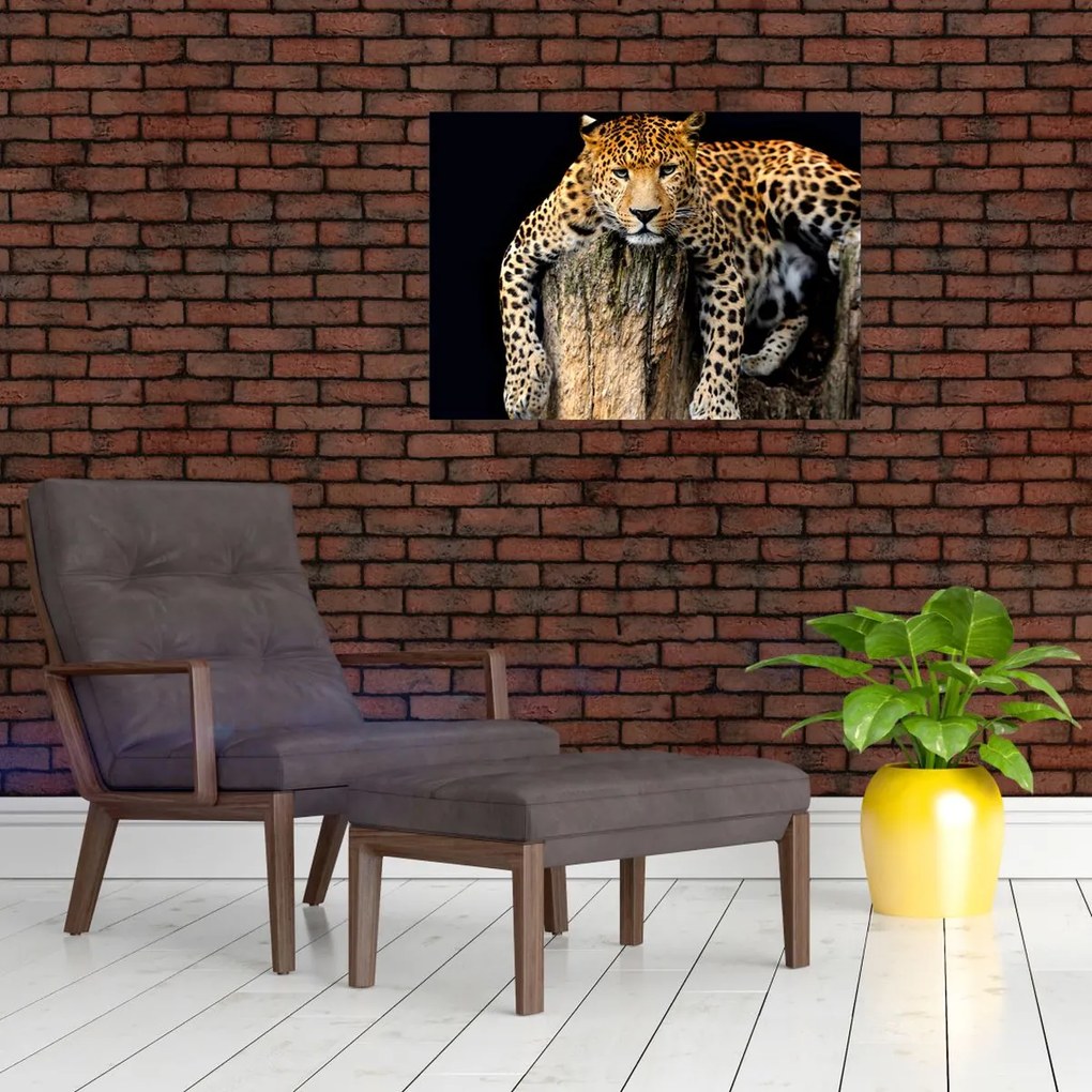 Tablou pe sticlă - Ghepard (70x50 cm)