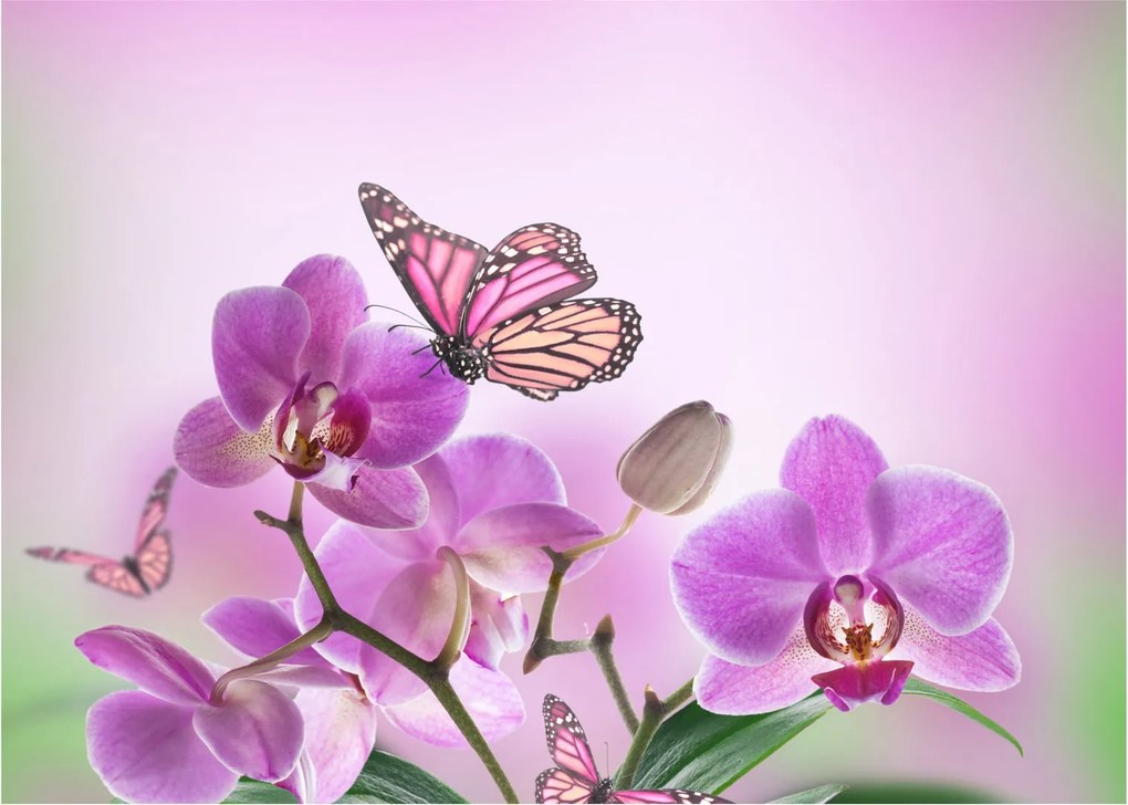 Tablou pe sticlă - Fluture pe flori de orhidee, liliac (70x50 cm)
