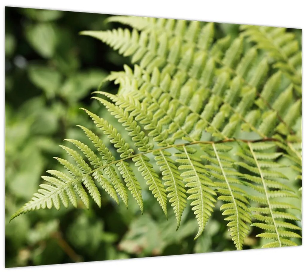 Tablou - Frunză de ferigă (70x50 cm)