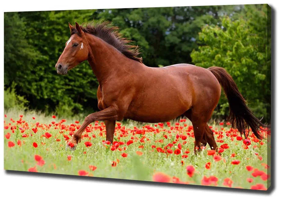 Print pe canvas Cal în domeniul maci