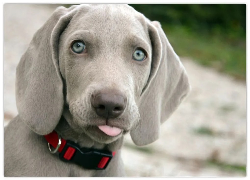 Tablou pe sticlă - cățeluș weimaraner (70x50 cm)
