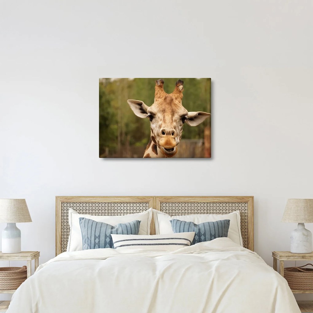 Tablou girafe (70x50 cm)