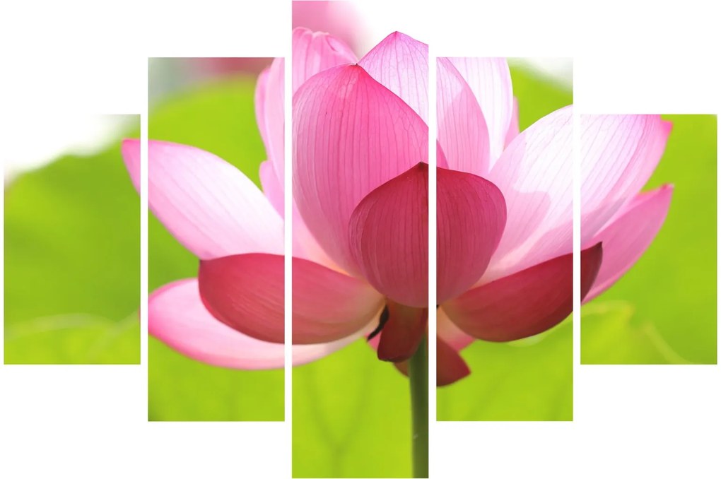 Tablou cu flori de lotus (150x105 cm)