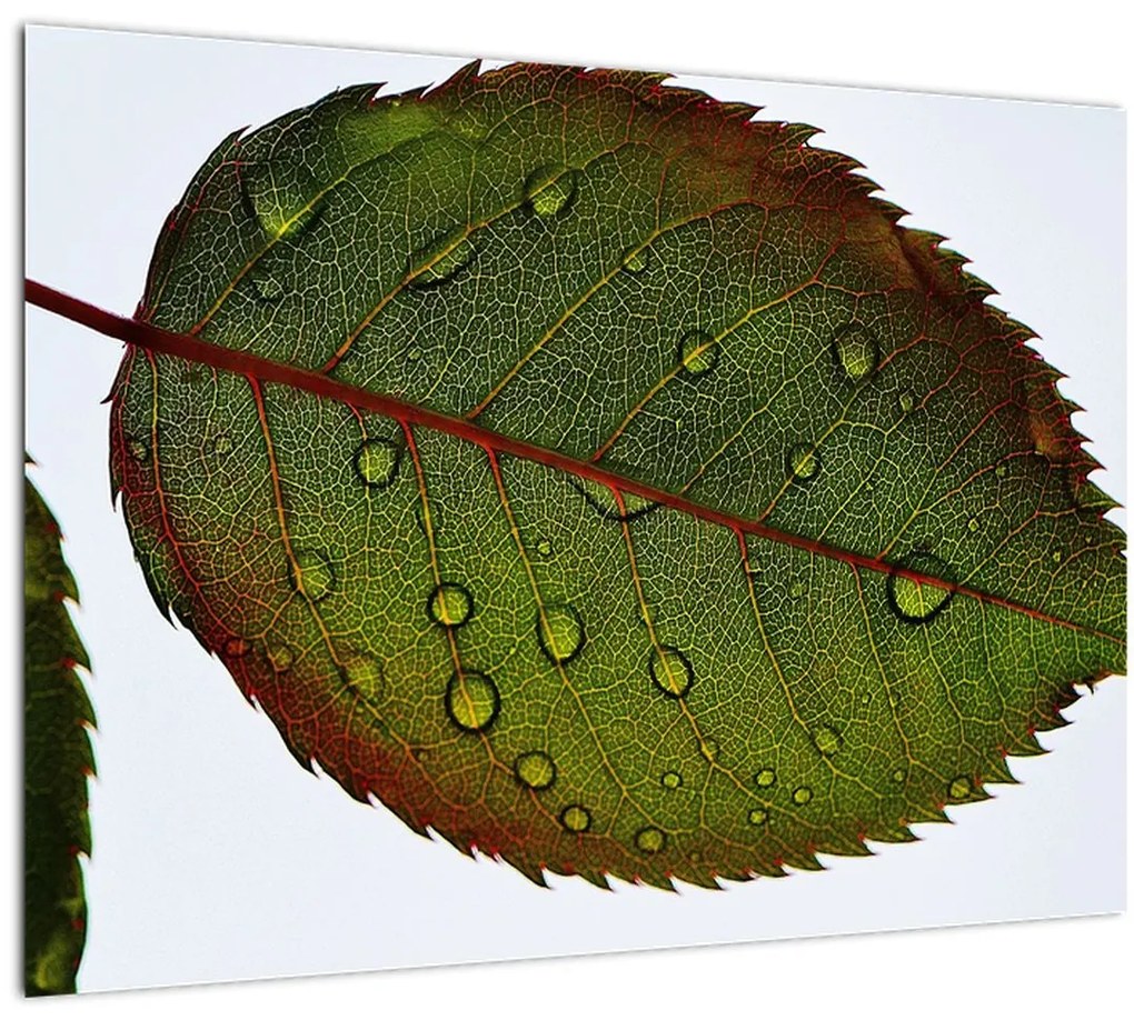 Tablou pe sticlă - Frunze de trandafir (70x50 cm)