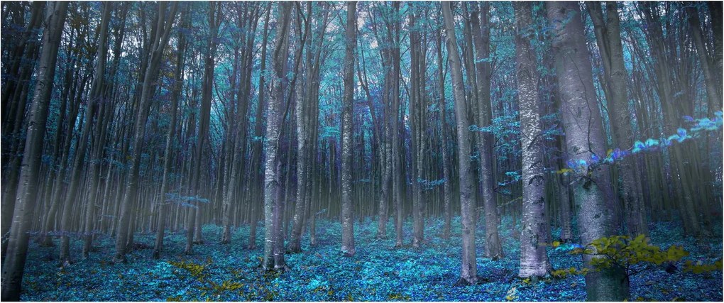 Tablou - Pădurea magică (120x50 cm)