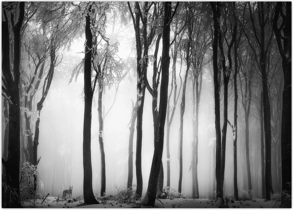 Tablou - Lup în pădurea întunecată (70x50 cm)