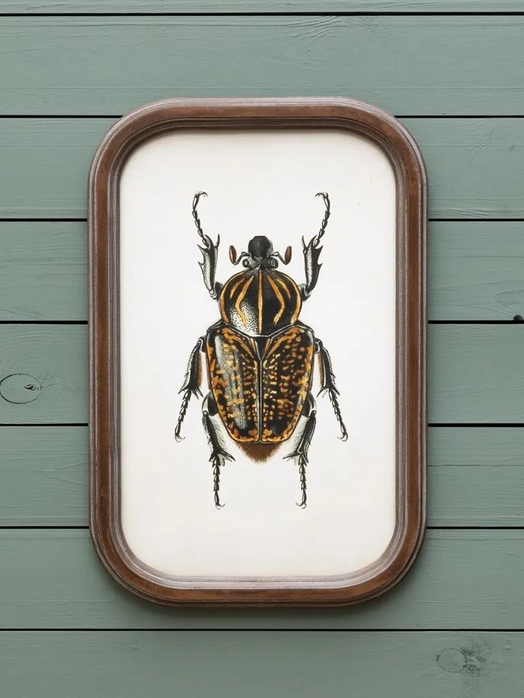 Set 9 tablouri cu insecte, cu rama din lemn de pin, Insects