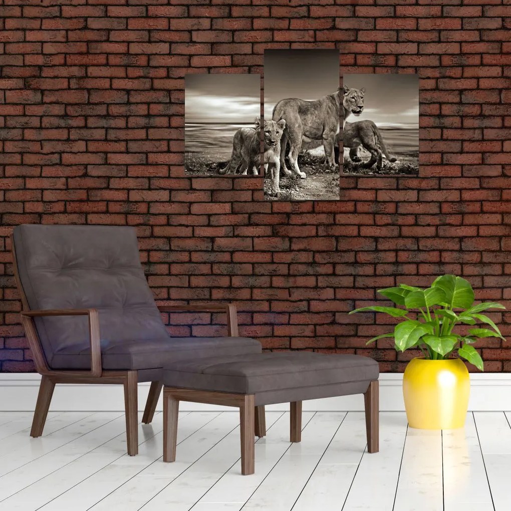 Tablou cu leii alb negri (90x60 cm)