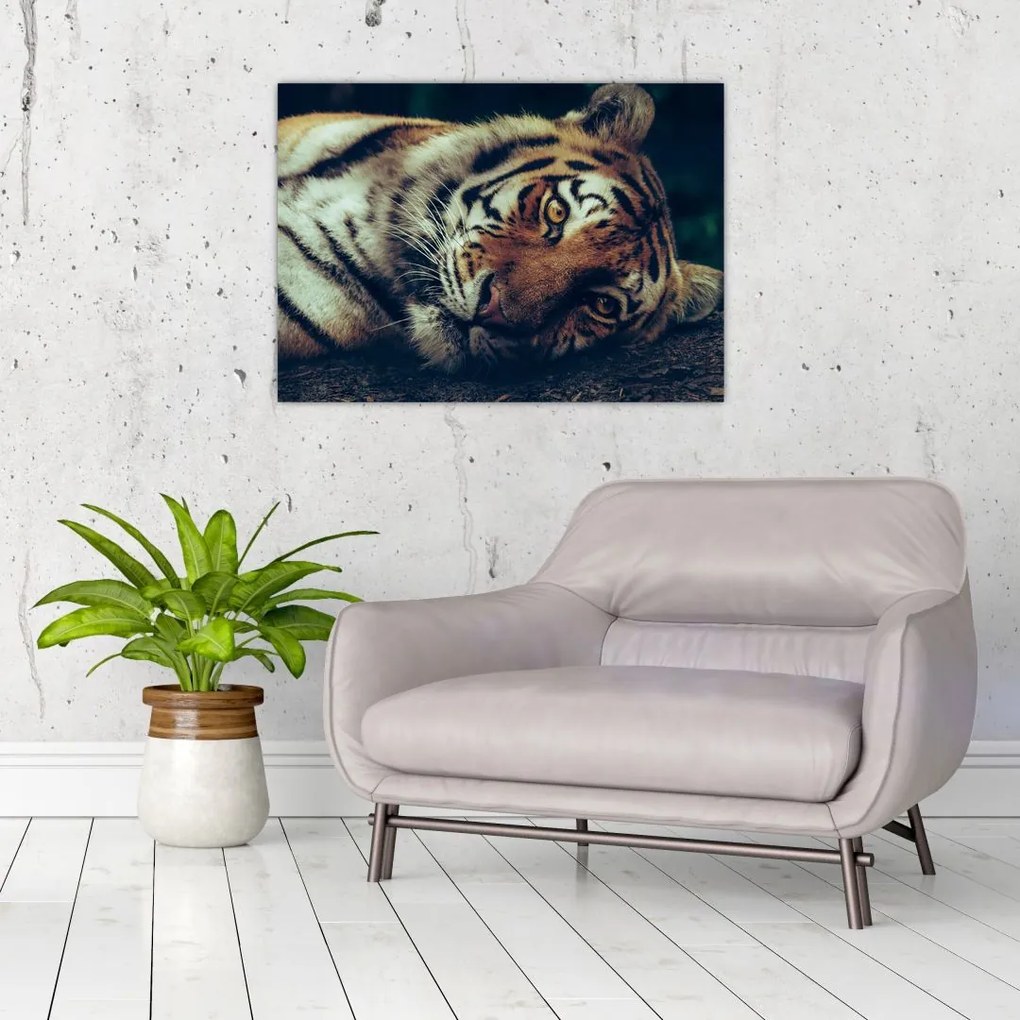 Tablou - Tigrul Siberian (70x50 cm), în 40 de alte dimensiuni noi