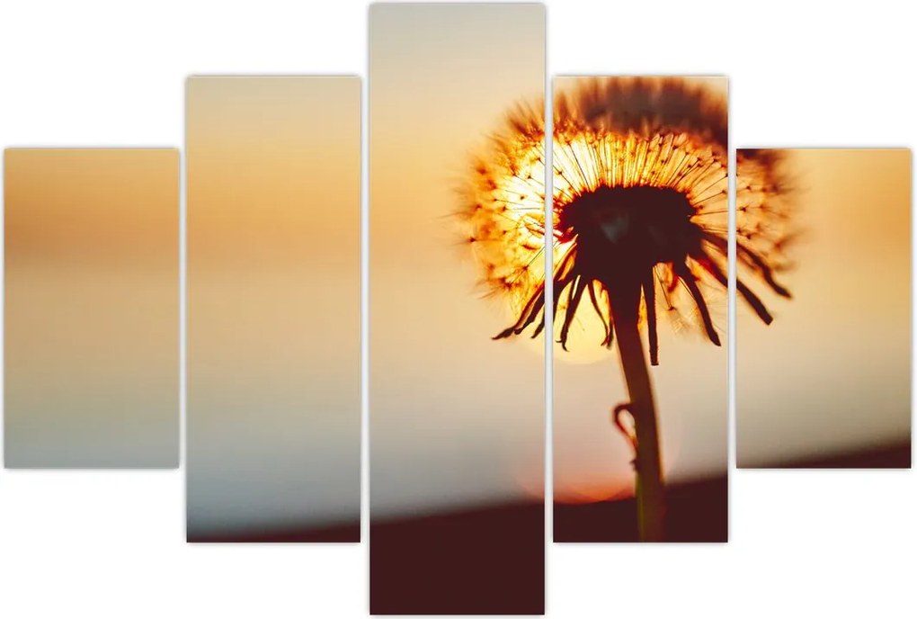 Tablou - Păpădie la apus de soare (150x105 cm)