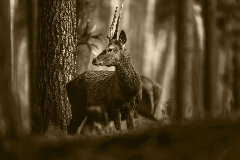 Tablou cerbul în pădure de pini în sepia