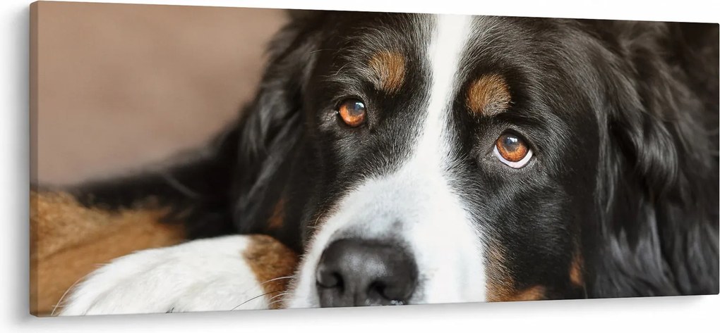 Tablou cu câine (120x50 cm)