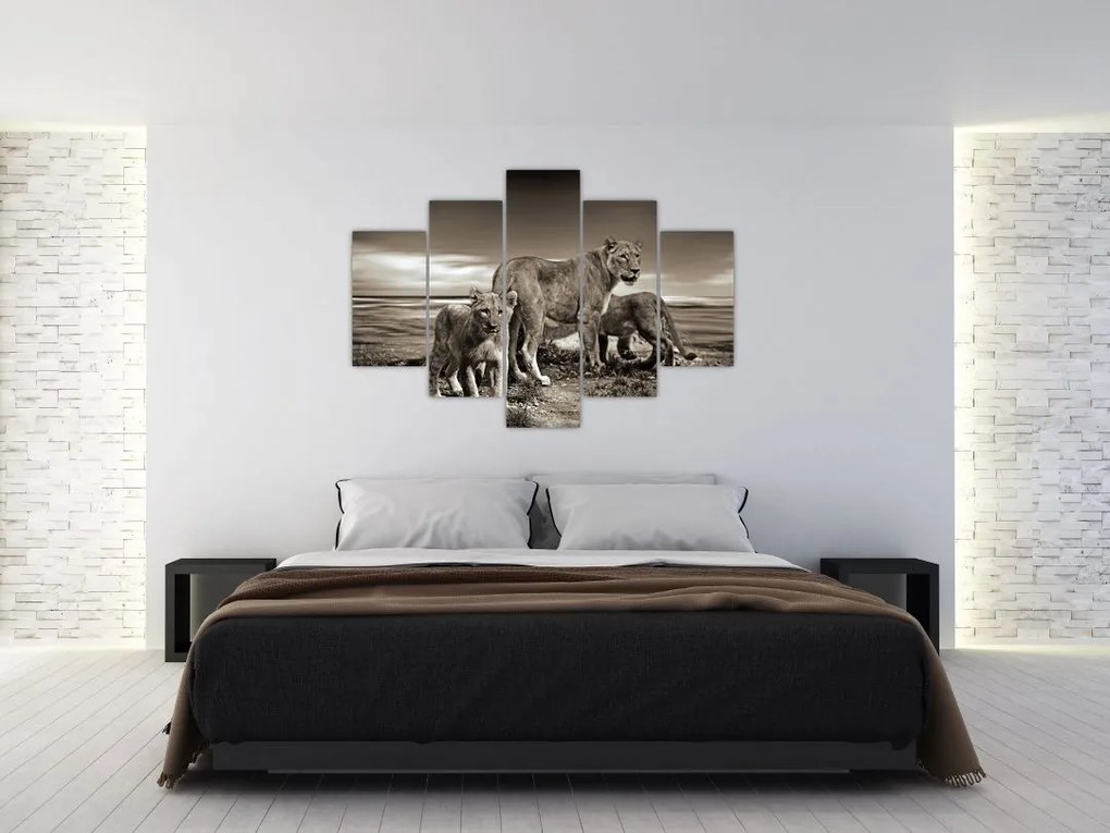 Tablou cu leii alb negri (150x105 cm)