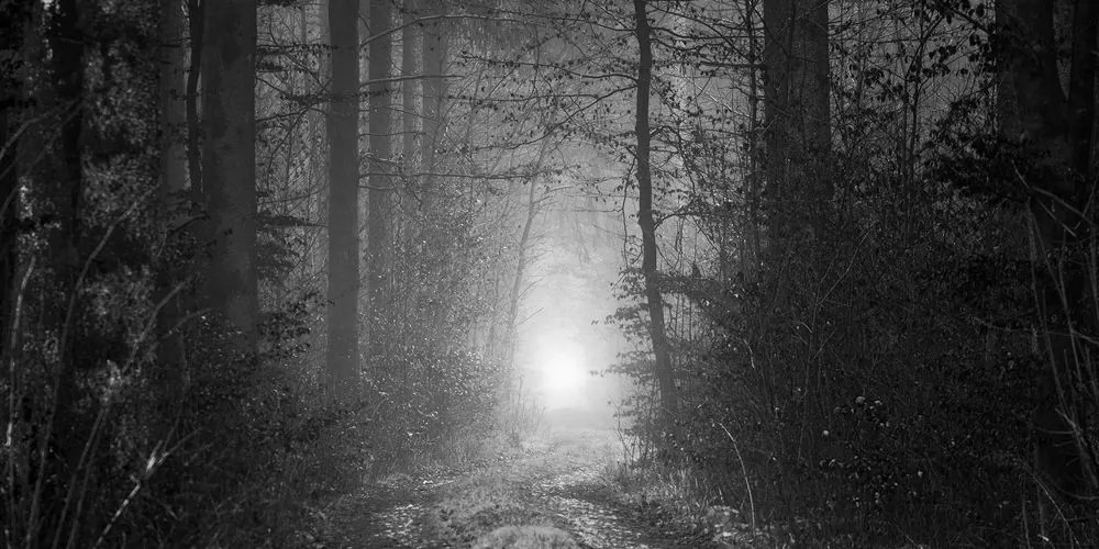 Tablou lumina în pădure în design alb-negru