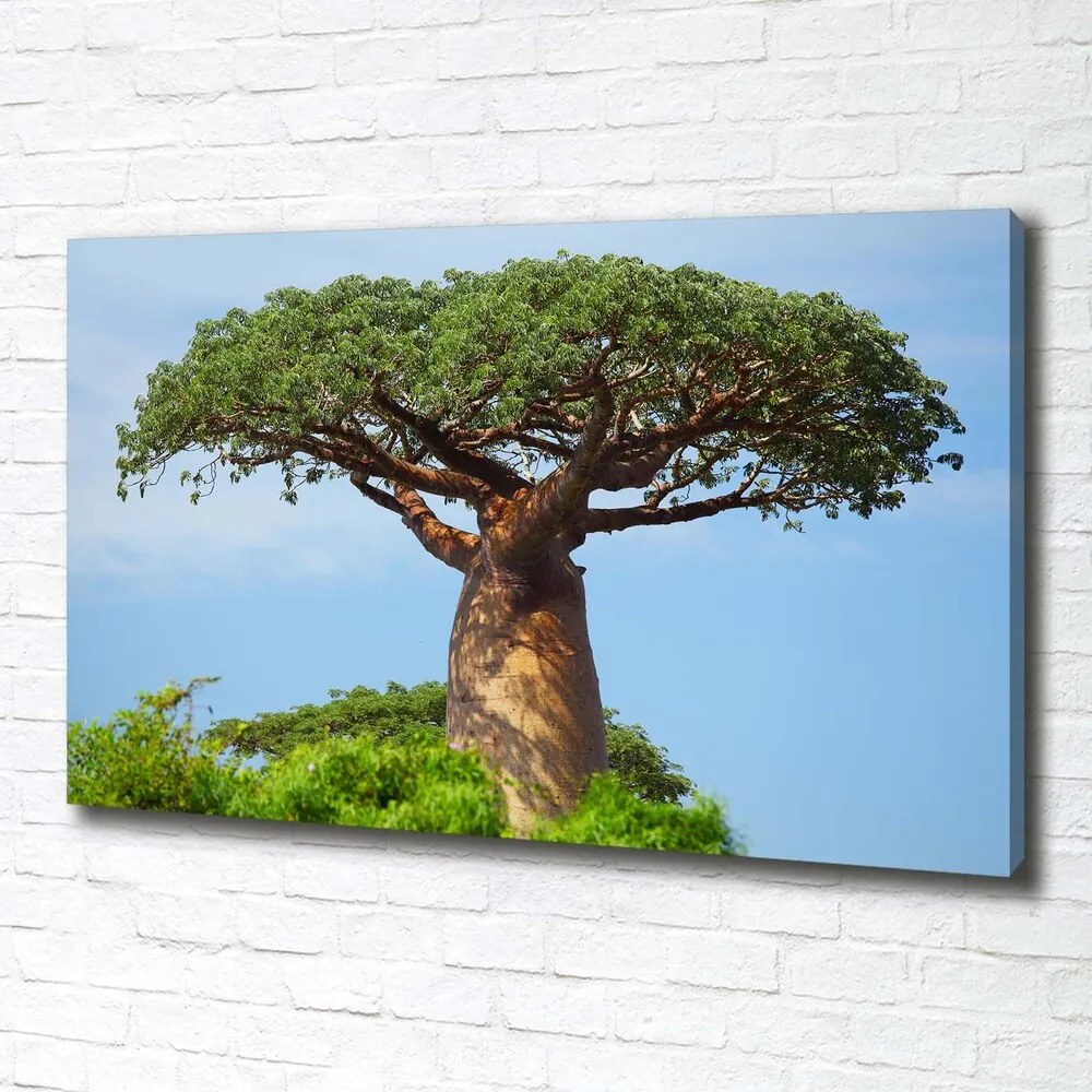 Tablou pe pânză canvas Baobab