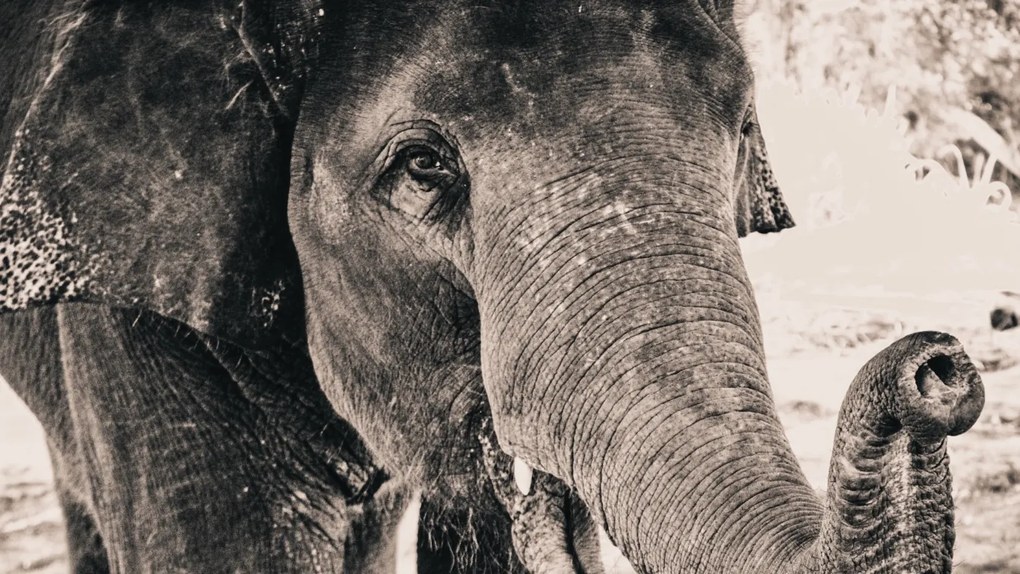 Tablou Canvas Elefant - 40x30 cm