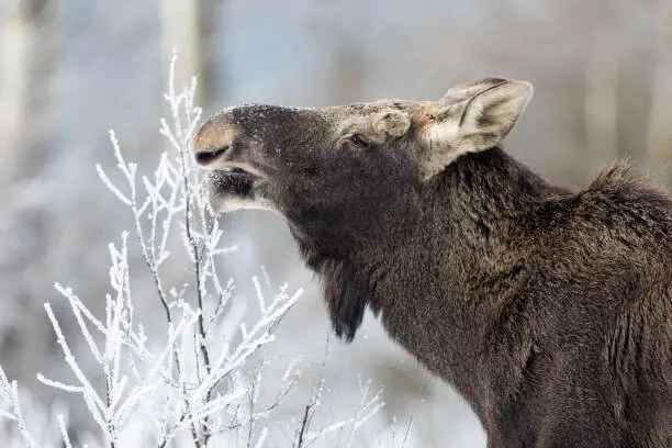 Fotografie Moose (Alces alces), DamianKuzdak