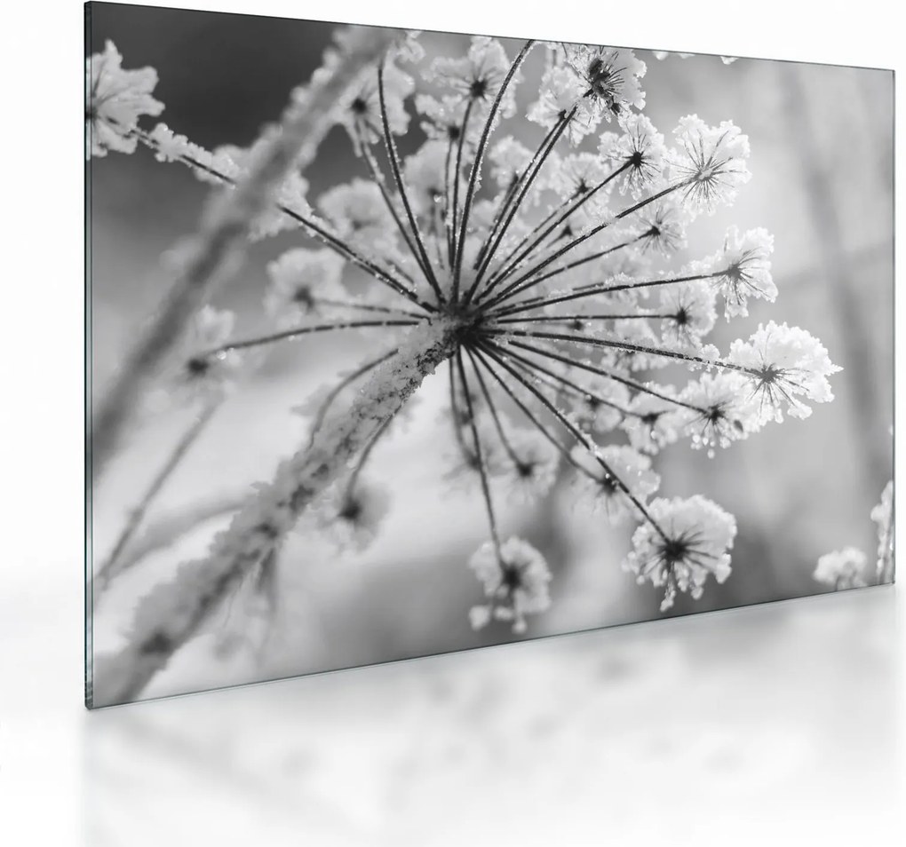 Tablou pe sticlă - Floare în timpul iernii (70x50 cm)